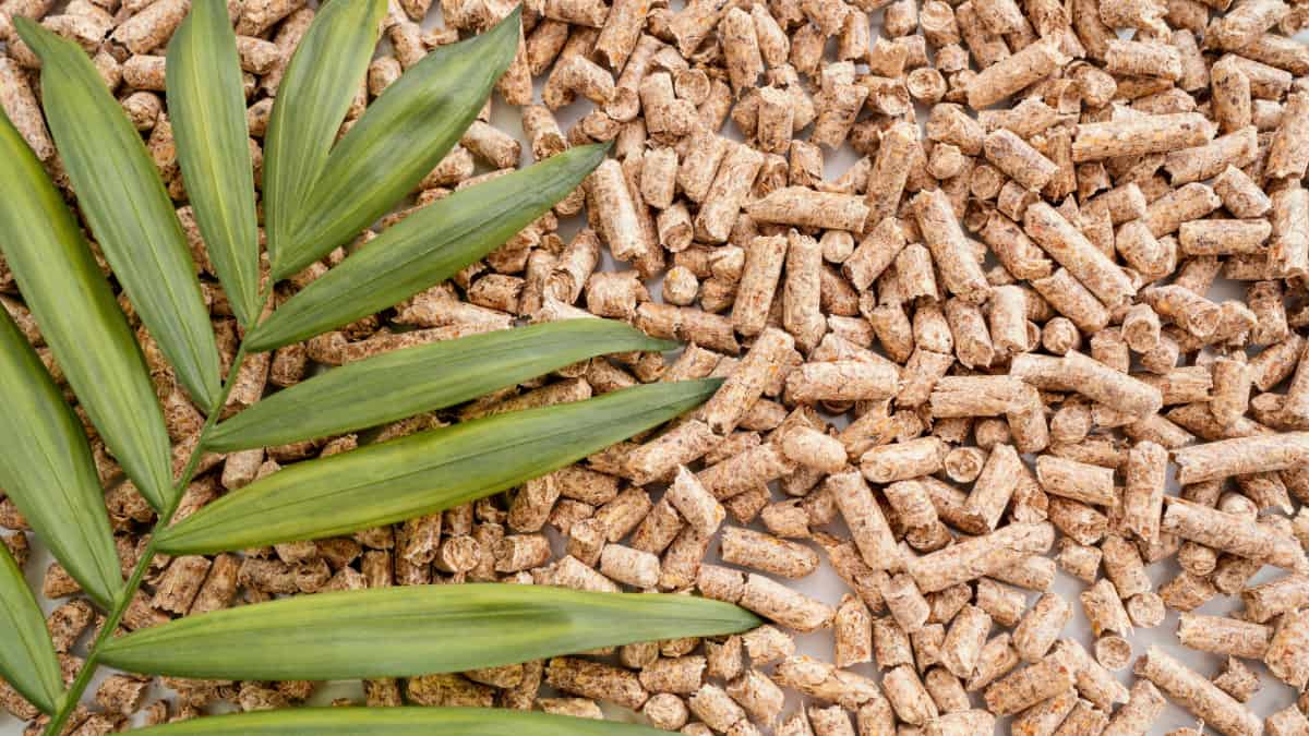 une plante posée sur du pellets
