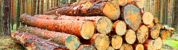 tas de troncs d'arbres empilés