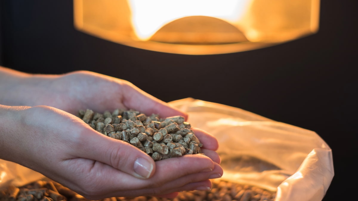 mains remplies de pellets de bois