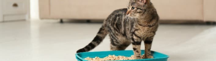 chat gris dans une litière de pellets