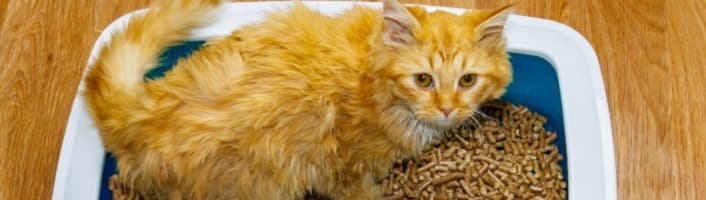 chat roux dans une litière de pellets