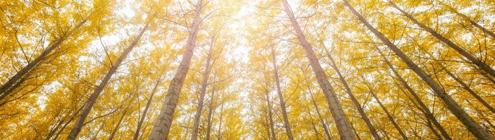 focus dans une forêt de peupliers