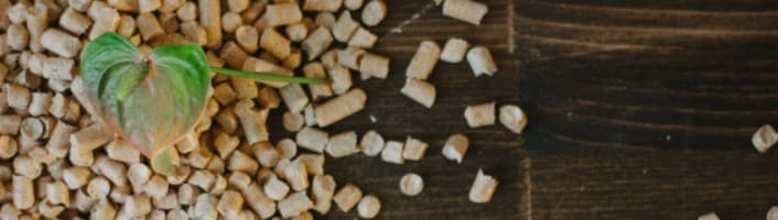 focus sur des pellets de bois où y pousse une tige de plante
