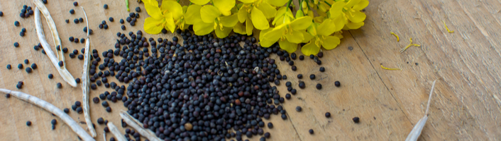 focus sur graines et fleurs de colza