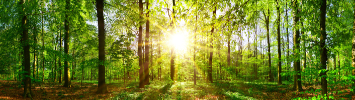 forêt illuminée et verdoyante